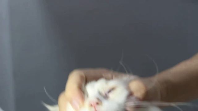 An unvaccinated kitten has flu, swollen submandibular lymph nodes & retained canine teeth смотреть онлайн