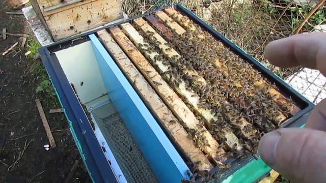 май на пасеке - работаю на опережение роения, ставлю второй корпус - улей биненхаус ( bienenhaus ) смотреть онлайн