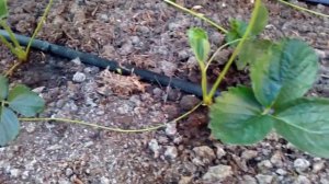 Клубника Кабрилло  в открытом грунте.