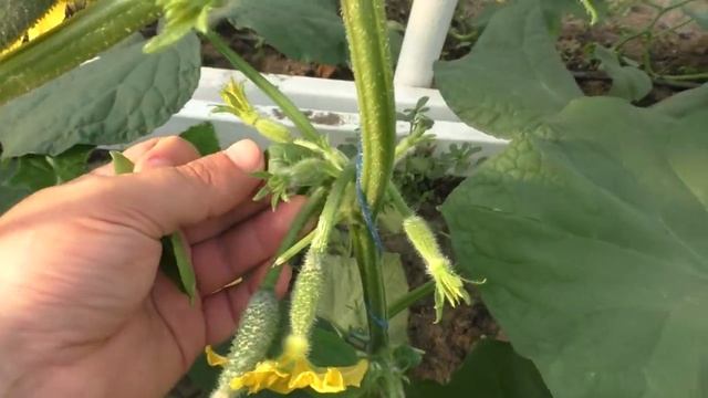 Огурцы Страж- плоды растут пучками! Букетный тип огурцов. смотреть онлайн