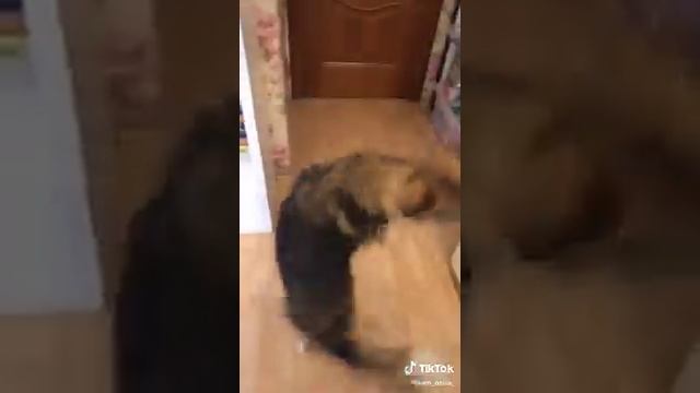 САМАЯ УМНАЯ СОБАКА В МИРЕ | TikTok смотреть онлайн