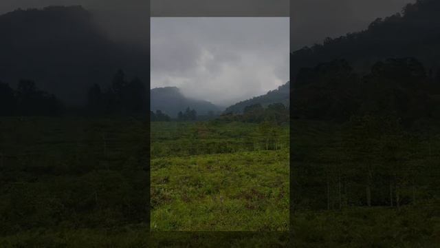 Tea Plantations. West Java, Indonesia. November 1, 2019. смотреть онлайн