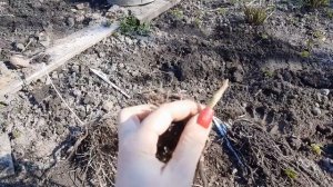 ХОСТЫ 2020 года Пересадка из ЗЕМЛИ в ГОРШКИ весной 2021 года!