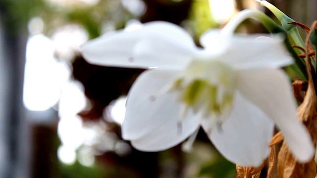 Canon 600D Video by Ven (Manual focus test) смотреть онлайн