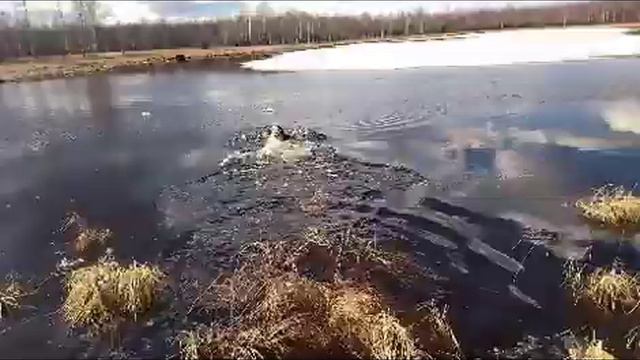 Охота на уток, Дратхаар, Чапа смотреть онлайн
