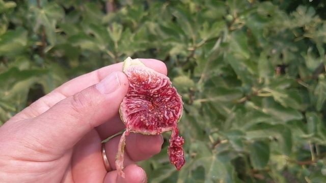 Ponte Tresa Fig, Wildfire Ash, Yella The Fig Dog