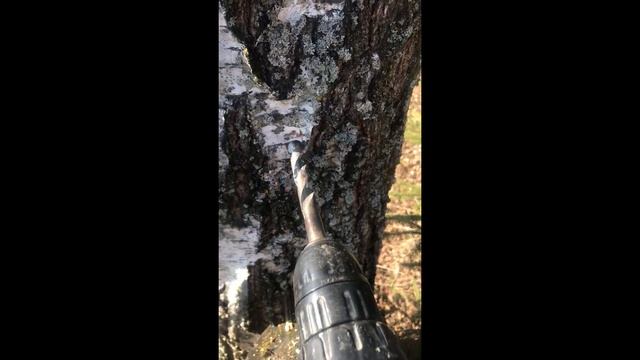 Как правильно собирать березовый сок | Простой и быстрый метод | Весна смотреть онлайн