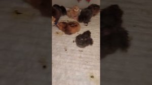 как пометить цыплят