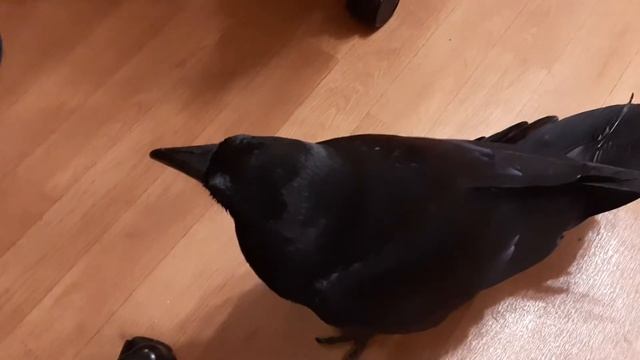 Самый голодный в мире ворон смотреть онлайн