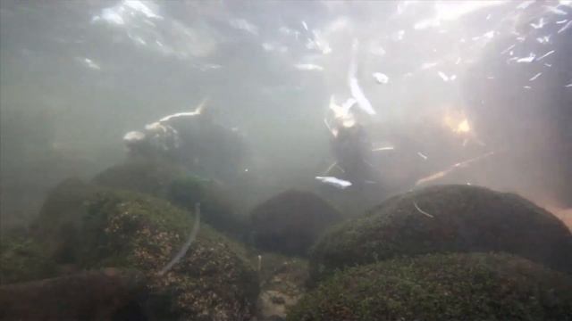 Facts: The Chinook Salmon смотреть онлайн