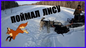 ЛИСА ПОПАЛАСЬ В КАПКАН. Установка капкана КП-250 на лису.