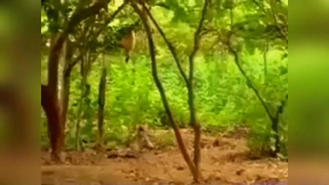 Funny Monkeys Gifs Compilation смотреть онлайн