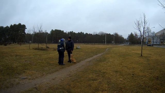 Занятия у кинолога со стаффордом Ханни смотреть онлайн
