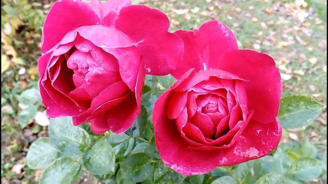 Цветение роз в октябре. (Владимирская обл.) || See these roses bloom in October in RUSSIA смотреть онлайн
