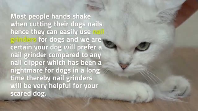 Best Dog Nail Grinder смотреть онлайн