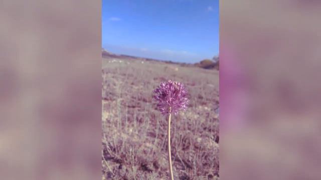 Баскунчи дала гүлдері смотреть онлайн