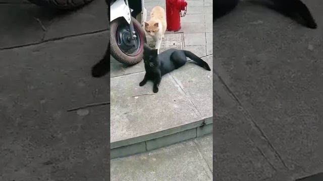 Альфа кот вернулся в свой дом. смотреть онлайн