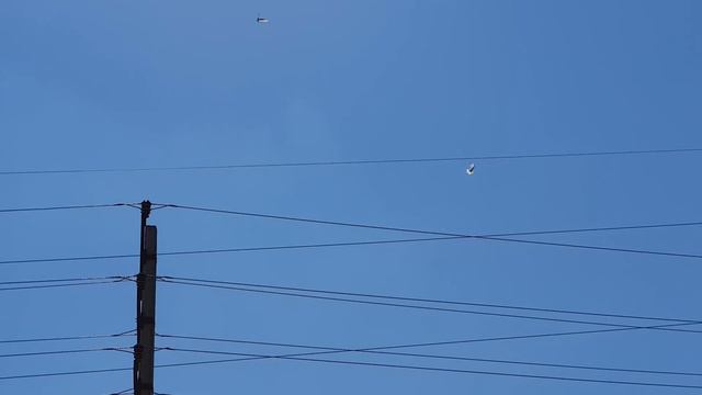 13.04.19 Та же дистанция 2км для белых голубей. The same distance is 2km for white pigeons. смотреть онлайн