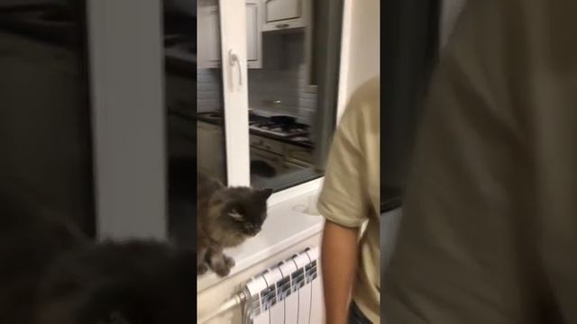 Самые смешные животные _ Приколы с животными Приколы с котами и собаками 2022 #34.mp4 смотреть онлайн