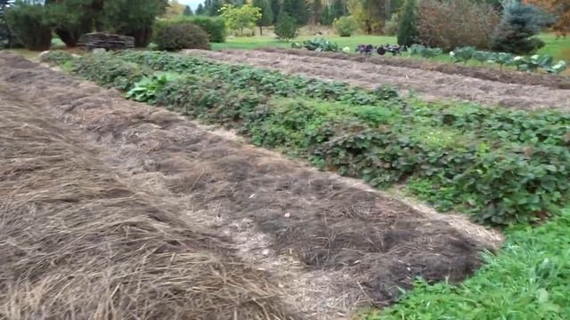 Обитель Рассвета. Мандарины и лимоны. Умный огород и сад Матвея Доброхотова смотреть онлайн