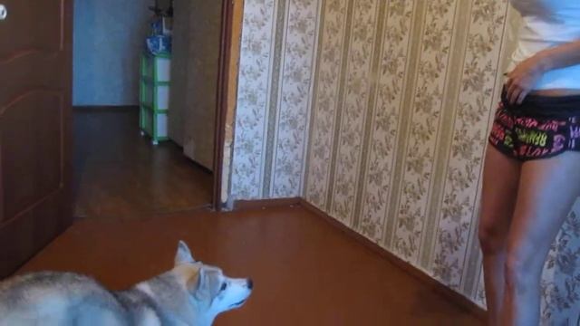 Доломит выпрашивает свою игрушку) смотреть онлайн