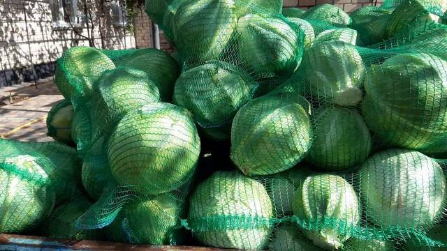 режем капусту. бактериальная гниль на капусте. цветение хризантем. осенняя магония. смотреть онлайн