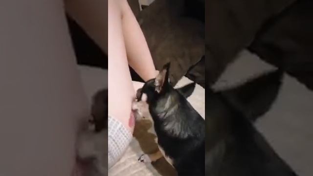 Вся правда о том почему собаки нас лижут смотреть онлайн