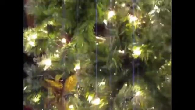 Смешные видео про животных 10 минут смеха смотреть онлайн