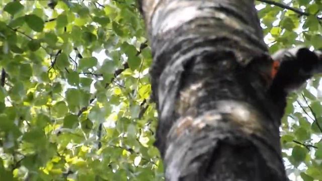 большой пёстрый дятел на берёзе (great spotted woodpecker on the birch), июнь 2013 г. смотреть онлайн