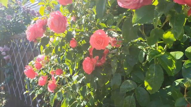 Climbing Rosanna Rose - A Magnificent Rose To Grow And Love.