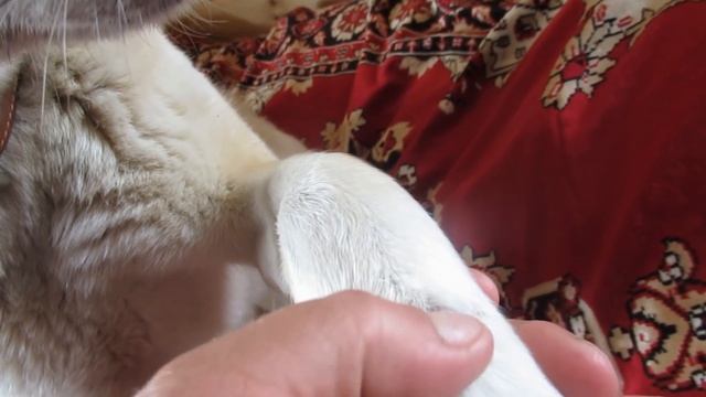 Я с Тайной на больничном смотреть онлайн