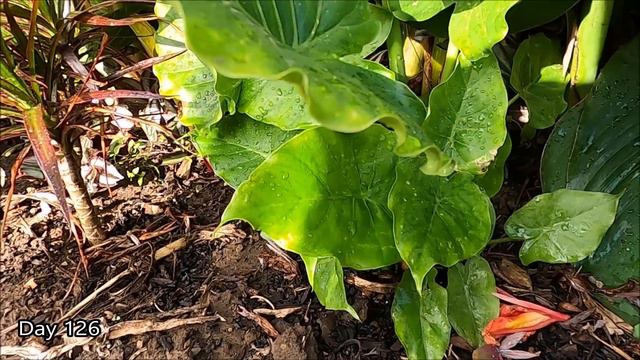 Alocasia Gageana California and Alocasia Regal Shields Growing Together in a Tropical Garden смотреть онлайн