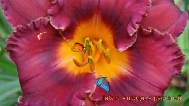 Лилейник гибридный Найт Висперс (night whispers) ? обзор: как сажать, рассада лилейника Найт Виспер смотреть онлайн