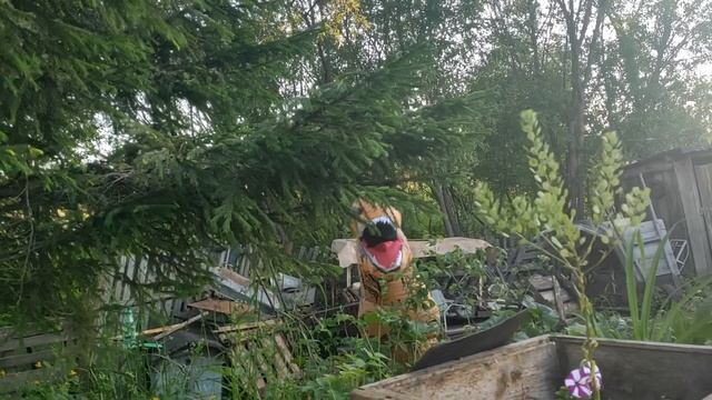 Надувной костюм динозавра T-Rex. смотреть онлайн