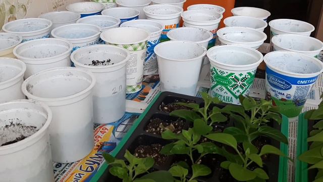 Бесплатная рассада, откуда Я её беру???