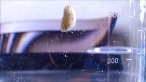 Херабуна.Насаживание теста на крючок.Часть 2.