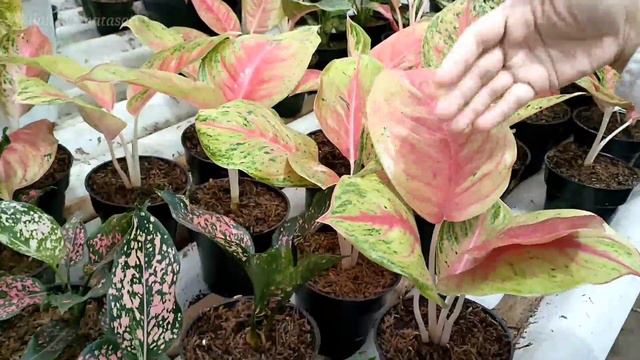 BANG SOIM, KASIH HARGA SPESIAL UNTUK SAHABAT INDAH ‼️KWALITAS OKE, TANAMAN SEHAT, HARGA BISA JUAL L смотреть онлайн