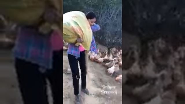 A million chicken eggs-Милион куриных яиц #Смотри сколько их!#KINO TV 2020☆ смотреть онлайн