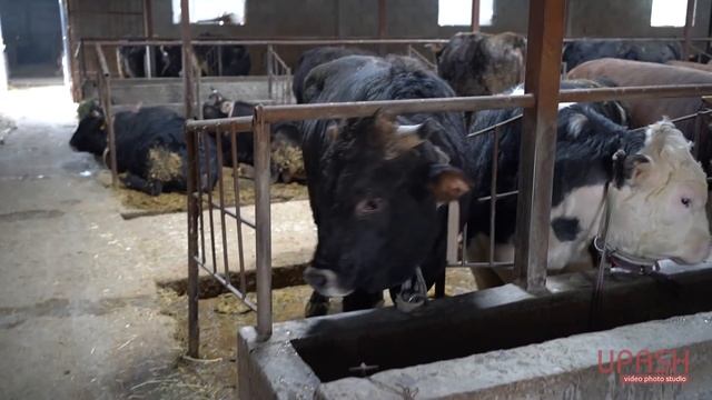 Герефорд бука багуу бизнеси / 400тон ашуун бука баткан сарай смотреть онлайн