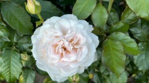 Совершенство и стойкость - роза Чандос Бьюти (Chandos Beauty). Питомник растений Е. Иващенко