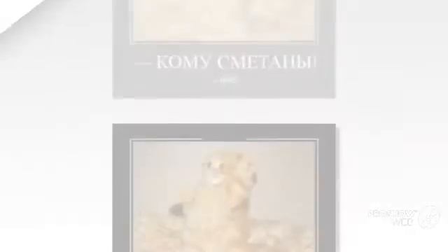 Смотреть про маленьких котят смотреть онлайн