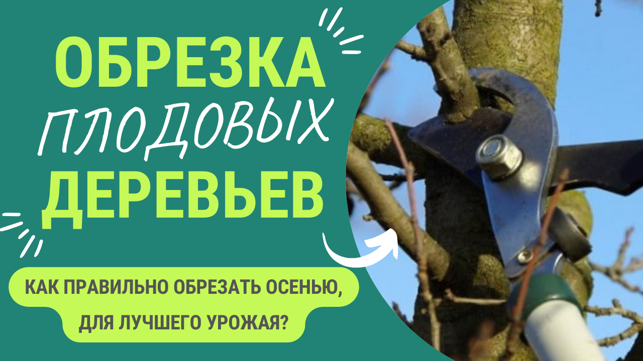 ОБРЕЗКА ПЛОДОВЫХ ДЕРЕВЬЕВ - КАК ДЕЛАТЬ ПРАВИЛЬНО? смотреть онлайн