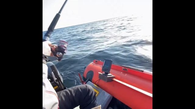 Летняя рыбалка на Белом море у Пертоминска. Треска. Зубатка. Навага #Рыболов_Севера смотреть онлайн