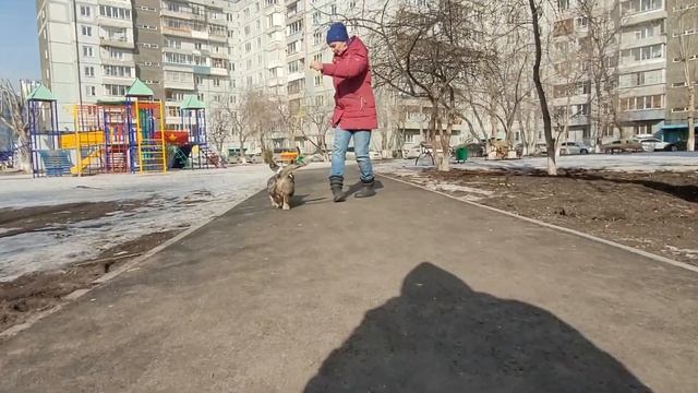 Мраморный мальчик вельш корги кардиган смотреть онлайн