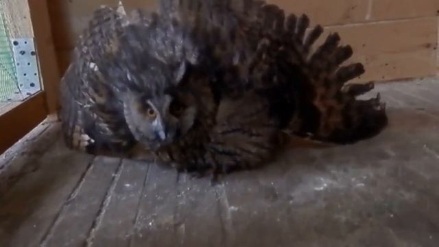 Сова живая в Москве, 8(916)702-11-08 смотреть онлайн