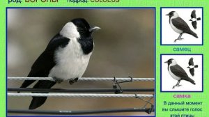 Галка. Голоса птиц