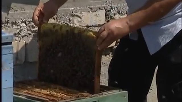 Корни и крона (на черкесском языке) смотреть онлайн