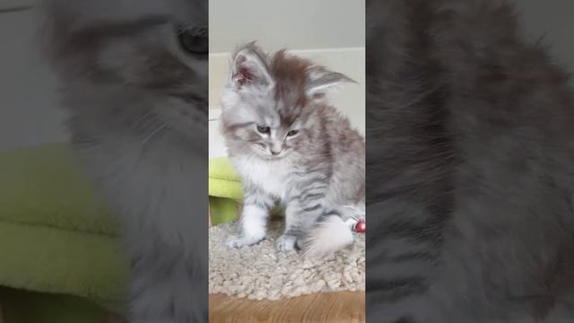 котёнок мейн-кун из питомника Страна Гулливеров смотреть онлайн