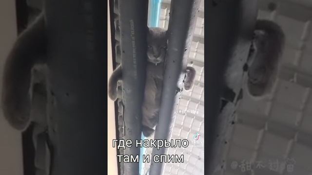 Video_5487757301198.mp4