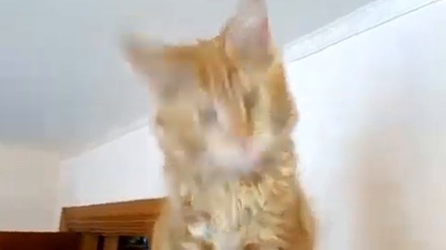 Красная солидная девочка котенок Мейн-Кун смотреть онлайн